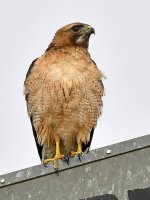 Hawk.jpg