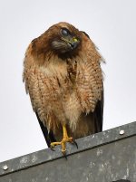 Hawk3.jpg