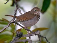 HermitThrush.jpg
