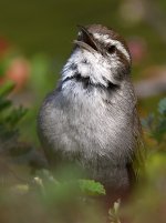 Wren3.jpg
