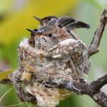 Hummer7.jpg