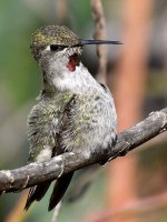 Hummer38.jpg