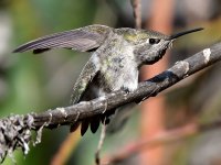 Hummer42.jpg