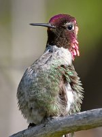 Hummer61.jpg