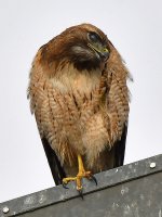 Hawk4.jpg