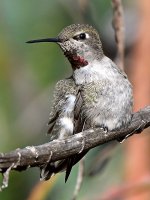 Hummer33.jpg