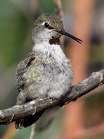 Hummer36.jpg