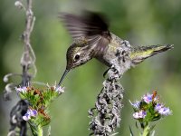 Hummer49.jpg