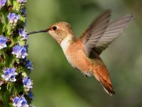 Hummer51.jpg