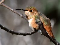 Hummer54.jpg