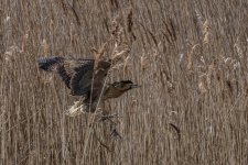 _IVA0494-2.jpg