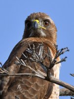 Hawk10.jpg