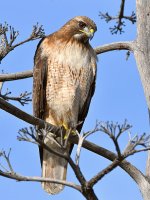 Hawk11.jpg