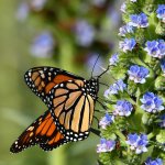 Monarch3.jpg