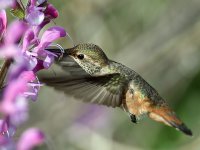 Hummer8.jpg