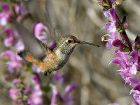 Hummer14.jpg