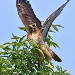 Hawk3.jpg