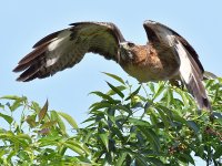 Hawk5.jpg