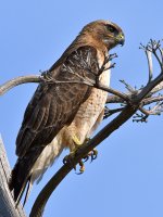 Hawk7.jpg