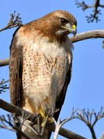 Hawk12.jpg