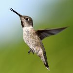 Hummer3.jpg