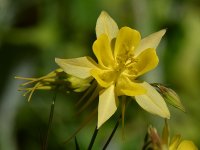 YellowFlower2.jpg