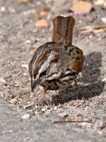 Sparrow3.jpg