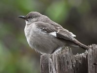 Mockingbird.jpg
