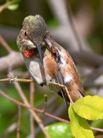 Hummer.jpg