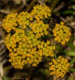 Yelllow Wildflowers 4-5-2017.jpg