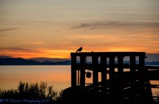 Sunset with Crow 4-5-2017.jpg