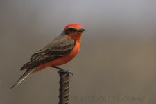 4-6-17-cr__D7K6338.jpg