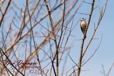 afternooon birds-4595.jpg
