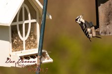 afternooon birds-4606.jpg