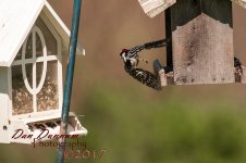 afternooon birds-4609.jpg