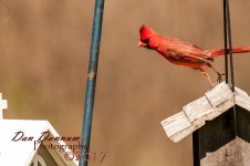 afternooon birds-4613.jpg
