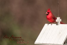 afternooon birds-4615.jpg