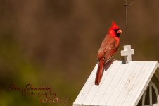 afternooon birds-4623.jpg