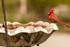 afternooon birds-4627.jpg