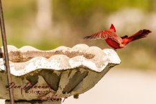 afternooon birds-4628.jpg