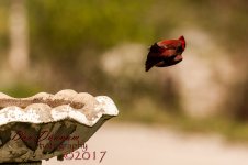 afternooon birds-4629.jpg