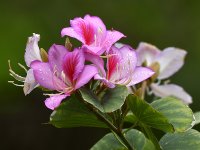 Bauhinia.jpg