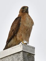 Hawk.jpg