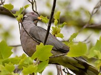 Pigeon4.jpg