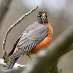Robin.jpg