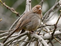 Towhee.jpg