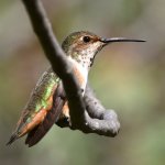 Hummer36.jpg