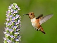 Hummer5.jpg