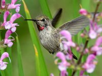 Hummer9.jpg