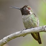 Hummer19.jpg